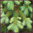 Wild Spruce